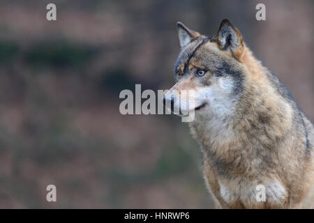 Porträt von eine italienische Wolf, auch bekannt als der Apenninen-Wolf, Stockfoto