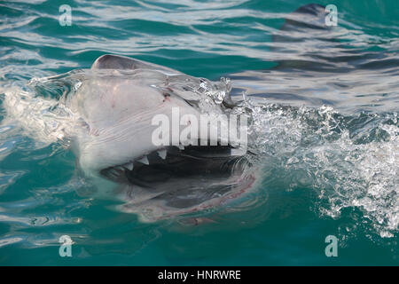 Great White Shark steckt den Kopf über der Wasseroberfläche in den Ozean in der Nähe von Gansbaai an Südafrikas Westkap. Stockfoto