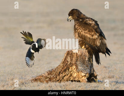 Seeadler aka Seeadler sitzen auf einem Baumstamm zu betrachten und schreien zu einer Elster im Flug. Stockfoto