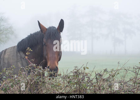 Pferd, das an einem nebligen Morgen über eine Hecke blickt Stockfoto