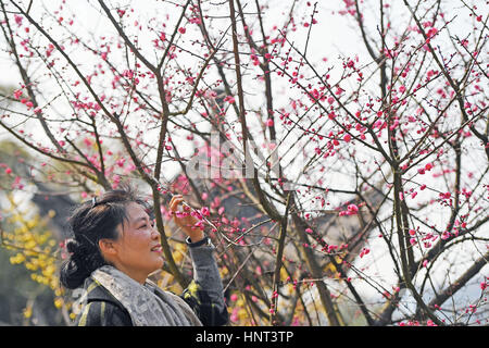 Der chinesischen Nanchang, Jiangxi Provinz. 16. Februar 2017. Ein Tourist Ansichten Pflaumenblüten im malerischen Ort Taiyanggu in Nanchang, Hauptstadt der Osten Chinas Jiangxi Provinz, 16. Februar 2017. Bildnachweis: Wan Xiang/Xinhua/Alamy Live-Nachrichten Stockfoto