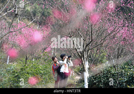 Der chinesischen Nanchang, Jiangxi Provinz. 16. Februar 2017. Touristen fotografieren Pflaumenblüten an Taiyanggu Aussichtspunkt in Nanchang, Hauptstadt der Osten Chinas Jiangxi Provinz, 16. Februar 2017. Bildnachweis: Wan Xiang/Xinhua/Alamy Live-Nachrichten Stockfoto