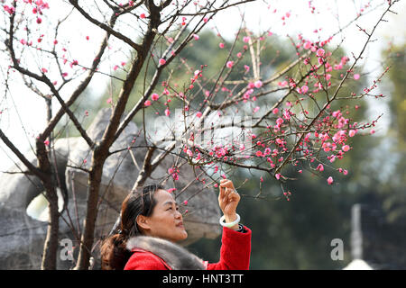 Der chinesischen Nanchang, Jiangxi Provinz. 16. Februar 2017. Ein Tourist Ansichten Pflaumenblüten im malerischen Ort Taiyanggu in Nanchang, Hauptstadt der Osten Chinas Jiangxi Provinz, 16. Februar 2017. (Xinhua/Wan Xiang) (Yxb) Stockfoto