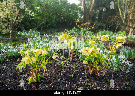 Bosvigo Haus, Truro, Cornwall, UK. 16. Februar 2017. Jedes Jahr öffnet Wendy Perry, ihrem Garten und Nieswurz Kindergarten für wohltätige Zwecke. Dieses Jahr ist es Samstag 18. Februar. Es gibt 700 Pflanzen zu verkaufen, die alle verkauft werden sollen. http://www.bosvigo.com/Special-hellebore-Day Kredit: Simon Maycock/Alamy Live News Stockfoto