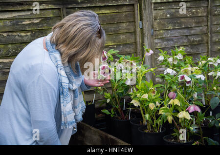 Bosvigo Haus, Truro, Cornwall, UK. 16. Februar 2017. Jedes Jahr öffnet Wendy Perry, ihrem Garten und Nieswurz Kindergarten für wohltätige Zwecke. Dieses Jahr ist es Samstag 18. Februar. Es gibt 700 Pflanzen zu verkaufen, die alle verkauft werden sollen. http://www.bosvigo.com/Special-hellebore-Day Kredit: Simon Maycock/Alamy Live News Stockfoto