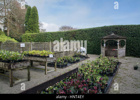 Bosvigo Haus, Truro, Cornwall, UK. 16. Februar 2017. Jedes Jahr öffnet Wendy Perry, ihrem Garten und Nieswurz Kindergarten für wohltätige Zwecke. Dieses Jahr ist es Samstag 18. Februar. Es gibt 700 Pflanzen zu verkaufen, die alle verkauft werden sollen. http://www.bosvigo.com/Special-hellebore-Day Kredit: Simon Maycock/Alamy Live News Stockfoto