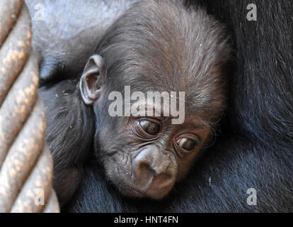 Leipzig, Deutschland. 16. Februar 2017. Gorilla Baby Kianga mit zwölf Jahre alte Mutter Kibara im Zoo in Leipzig, Deutschland, 16. Februar 2017. Das Kind wurde auf der 4. Dezember 2016 geboren. Betreuer und Forscher vom Max Planck Institut des Tieres hatten zwei Wochen auf der fünf afrikanischen Namensvorschläge zu wählen. Foto: Hendrik Schmidt/Dpa-Zentralbild/Dpa/Alamy Live News Stockfoto