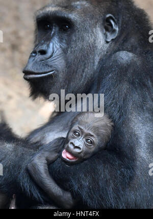 Leipzig, Deutschland. 16. Februar 2017. Gorilla Baby Kianga mit zwölf Jahre alte Mutter Kibara im Zoo in Leipzig, Deutschland, 16. Februar 2017. Das Kind wurde auf der 4. Dezember 2016 geboren. Betreuer und Forscher vom Max Planck Institut des Tieres hatten zwei Wochen auf der fünf afrikanischen Namensvorschläge zu wählen. Foto: Hendrik Schmidt/Dpa-Zentralbild/Dpa/Alamy Live News Stockfoto