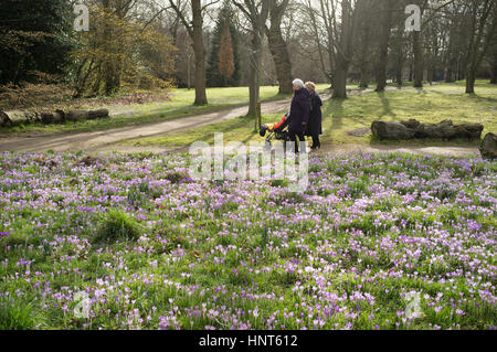 Wimbledon, London, UK. 16. Februar 2017. Wilde Krokusblüten machen einen Lavendel-Teppich in Wimbledon Common als Sonnenschein und wärmere Temperaturen dürften im Süden nach den letzten Kältewelle Credit: Amer Ghazzal/Alamy Live-Nachrichten Stockfoto