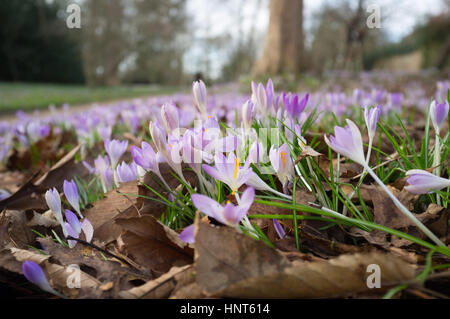 Wimbledon, London, UK. 16. Februar 2017. Wilde Krokusblüten machen einen Lavendel-Teppich in Wimbledon Common als Sonnenschein und wärmere Temperaturen dürften im Süden nach den letzten Kältewelle Credit: Amer Ghazzal/Alamy Live-Nachrichten Stockfoto