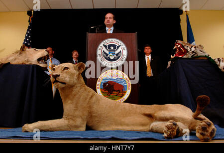 Miami, FL, USA. 13. Mai 2009. Florida, USA - Vereinigte Staaten - Tierwelt-Yacht-051309a. Miami, Fl.U.S. Anwalt für den südlichen Bezirk von Florida R. Alexander Acosta kündigt die Überzeugung der Kaimaninseln Yachteigner, Ruzial Ltd., für den Import von illegal Tierwelt Elemente unter der Endangered Species Act geschützt. Eine gemeinsame Untersuchung von US Immigration und Customs Enforcement and US Fisch & Wildlife Service führte zur Beschlagnahme von 29 Artikeln der Tierwelt auf einer Yacht in Port Everglades in Dezember 2007 einschließlich Elfenbein, Leopardenfelle, Tiger-Skins und Netzpython Schlangenhäute. Stockfoto