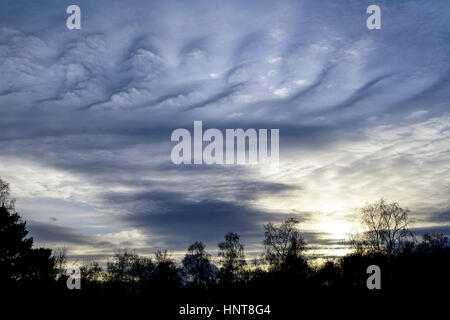 Blackheath Common, Wonersh, Guildford. 16. Februar 2017. Milde und trockene Verhältnisse herrschten über den Home Counties im Laufe des Tages. Altocumulus-Wolken erzeugt eine unheimliche Skyscape über Blackheath häufig in Wonersh, in der Nähe von Guildford in Surrey. Stockfoto