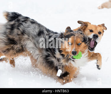 Schöne glückliche, gesunde Hunde laufen Spielen springen Herumtollen im Schnee. Aktion im Winter sportlich. Blue eyed Australian Shepherd Stockfoto