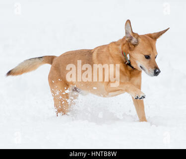 Schön braun Mischling mittelgroß Lab mutt Tierheim Rescue Dog running Spielen springen Herumtollen im Schnee im Winter mit Schnee weißer Hintergrund Stockfoto