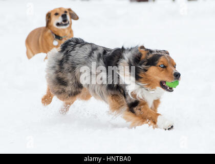 Schöne glückliche, gesunde Hunde laufen Spielen springen Herumtollen im Schnee. Aktion im Winter sportlich. Blue eyed Australian Shepherd Stockfoto