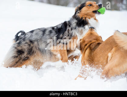 Schöne glückliche, gesunde Hunde laufen Spielen springen Herumtollen im Schnee. Aktion im Winter sportlich. Blue eyed Australian Shepherd Stockfoto