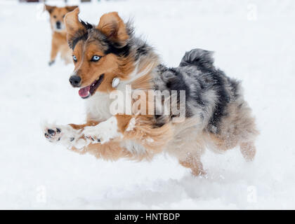 Schöne glückliche, gesunde Hunde laufen Spielen springen Herumtollen im Schnee. Aktion im Winter sportlich. Blue eyed Australian Shepherd Stockfoto