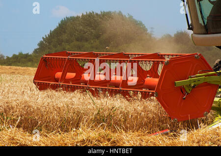 Ernte. Kombinieren Sie arbeiten auf einem Weizenfeld. Stockfoto