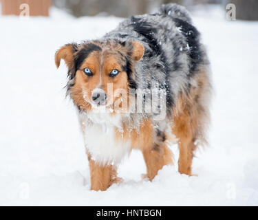 Atemberaubende blauäugige dreifarbige Australian Shepard Shepherd Aussie Hund im Schnee, Blick in die Kamera Stockfoto