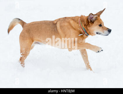 Schön braun Mischling mittelgroß Lab mutt Tierheim Rescue Dog running Spielen springen Herumtollen im Schnee im Winter mit Schnee weißer Hintergrund Stockfoto