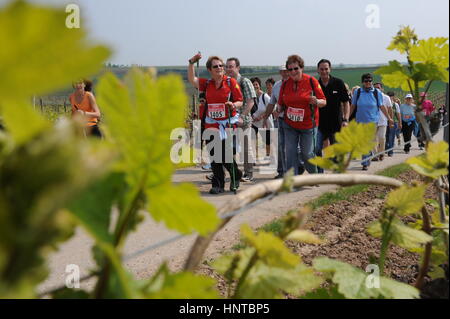 Geisenheim, Deutschland - 3. Mai 2009 - Nordic Walker Teilnahme an einen Wein Spaziergang vorbei an Reben in Rheingau Deutschland Stockfoto