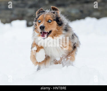 Atemberaubende blauäugige dreifarbige Australian Shepard Shepherd Aussie Hund sprang mitten in der Luft springen laufen im Schnee kommend in Richtung Kamera mit Spielzeug Stockfoto