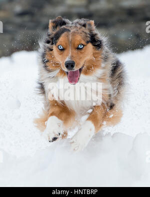 Atemberaubende blauäugige dreifarbige Australian Shepard Shepherd Aussie Hund sprang mitten in der Luft springen laufen im Schnee kommend in Richtung Kamera mit Spielzeug Stockfoto