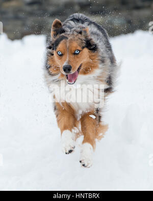 Atemberaubende blauäugige dreifarbige Australian Shepard Shepherd Aussie Hund sprang mitten in der Luft springen laufen im Schnee kommend in Richtung Kamera mit Spielzeug Stockfoto