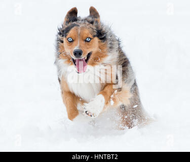 Atemberaubende blauäugige dreifarbige Australian Shepard Shepherd Aussie Hund sprang mitten in der Luft springen laufen im Schnee kommend in Richtung Kamera mit Spielzeug Stockfoto