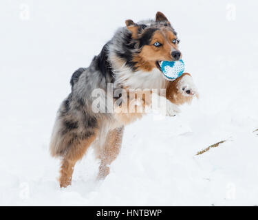 Atemberaubende blauäugige dreifarbige Australian Shepard Shepherd Aussie Hund sprang mitten in der Luft springen laufen im Schnee kommend in Richtung Kamera mit Spielzeug Stockfoto