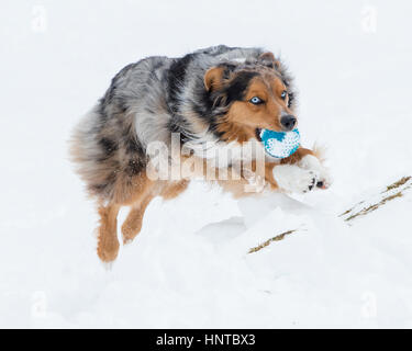 Atemberaubende blauäugige dreifarbige Australian Shepard Shepherd Aussie Hund sprang mitten in der Luft springen laufen im Schnee kommend in Richtung Kamera mit Spielzeug Stockfoto