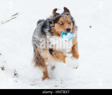 Atemberaubende blauäugige dreifarbige Australian Shepard Shepherd Aussie Hund sprang mitten in der Luft springen laufen im Schnee kommend in Richtung Kamera mit Spielzeug Stockfoto