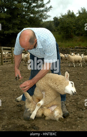 Landwirt trimmen Schafe Füße im Schafstall. Schottland, Großbritannien Stockfoto