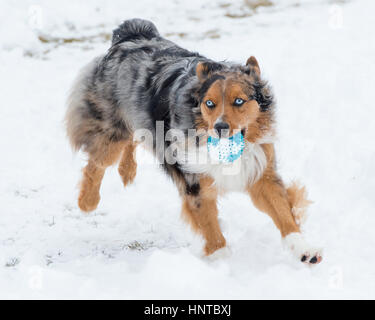 Atemberaubende blauäugige dreifarbige Australian Shepard Shepherd Aussie Hund sprang mitten in der Luft springen laufen im Schnee kommend in Richtung Kamera mit Spielzeug Stockfoto