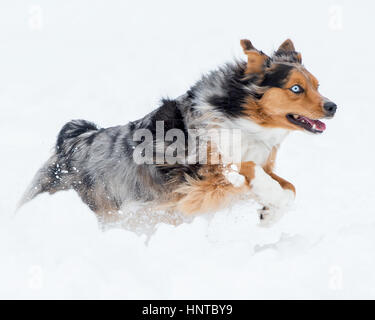 Atemberaubende blauäugige dreifarbige Australian Shepard Shepherd Aussie Hund laufen, toben, spielen, springen Luft im Schnee Stockfoto