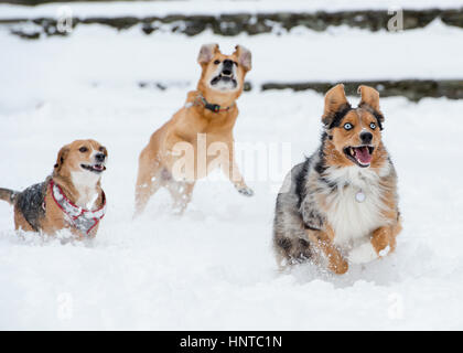Schöne glückliche, gesunde Hunde laufen Spielen springen Herumtollen im Schnee. Aktion im Winter sportlich. Blue eyed Australian Shepherd Stockfoto