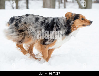 Atemberaubende blauäugige dreifarbige Australian Shepard Shepherd Aussie Hund laufen, toben, spielen, springen Luft im Schnee Stockfoto