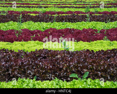 Kopfsalat Feld. Reihen von verschiedenen Sorten und Farben von Kopfsalat. Stockfoto