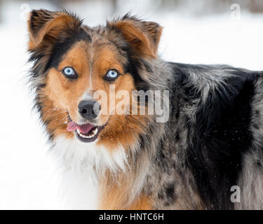 Atemberaubende blauäugiger dreifarbige blaue Augen Australian Shepard Shepherd Aussie Hund Nahaufnahme Hochformat Kopfschuss Stockfoto