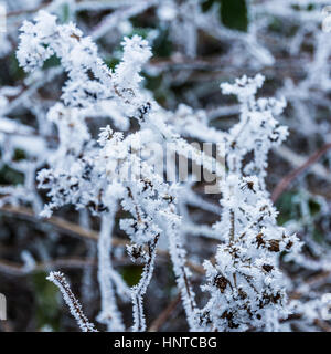 Frost auf Zweigen, abstrakten Hintergrund aus Eis Natur Stockfoto