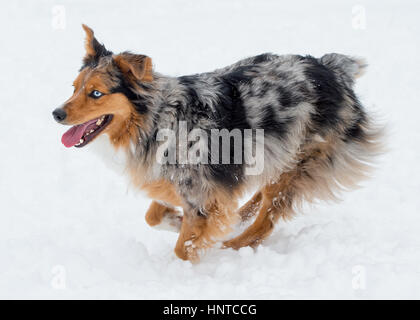 Atemberaubende blauäugige dreifarbige Australian Shepard Shepherd Aussie Hund laufen, toben, spielen im Schnee mit offenem Mund Stockfoto