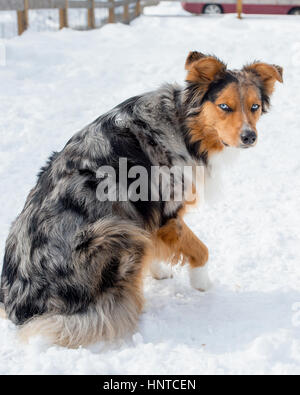 Atemberaubende blauäugige dreifarbige Australian Shepard Shepherd Aussie Hund von hinten Nachschlagen an Kamera Pfote Stockfoto