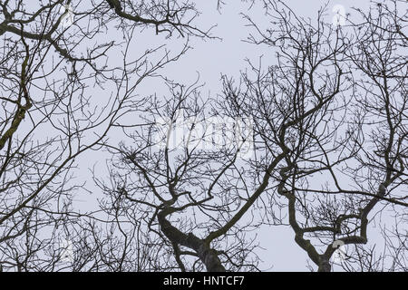 Hintergrund mit Äste und Bäume im winter Stockfoto