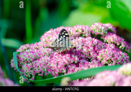 Eine gesprenkelte Holz (Pararge Aegeria) Schmetterling ruht auf einer Sedum-Blume Stockfoto