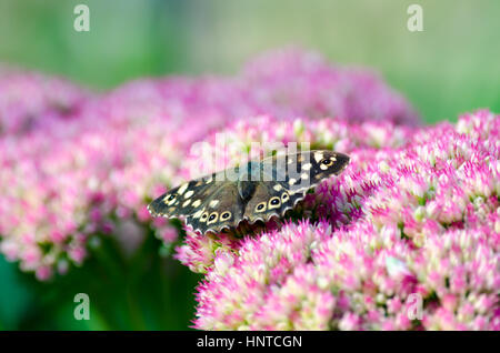 Eine gesprenkelte Holz (Pararge Aegeria) Schmetterling ruht auf einer Sedum-Blume Stockfoto