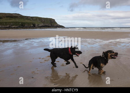 Zwei Hunde haben ein Haschen Spiel auf eine schottische Strand. Stockfoto