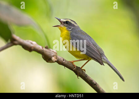 Golden-gekrönter Warbler (Basileuterus Culicivorus), Pance, Cali, Valle del Cauca Stockfoto