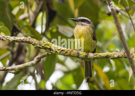 Golden-gekrönter Flycatcher (Myiodynastes Chrysocephalus), El Queremal, Valle del Cauca Stockfoto