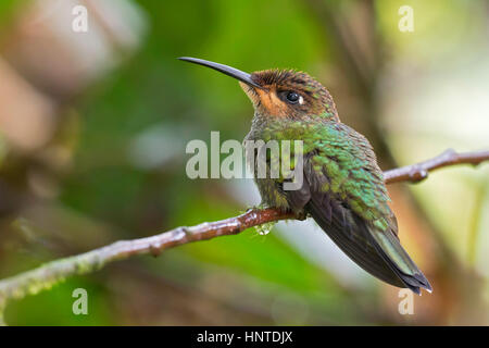 Violett-fronted brillant (Heliodoxa Leadbeateri) Jugendkriminalität, Wildsumaco, Ecuador Stockfoto