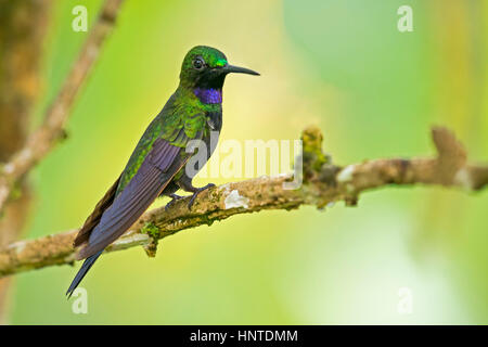 Black-throated brillant (Heliodoxa Schreibersii), Wildsumaco, Ecuador Stockfoto